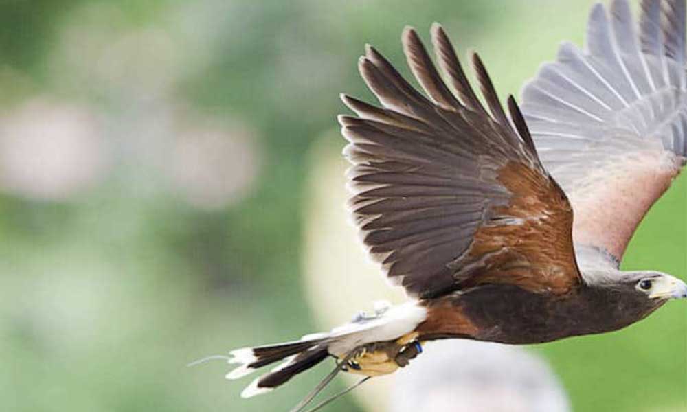 bird of prey centre