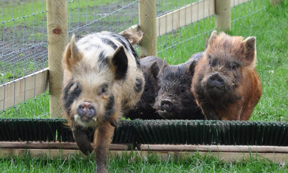 monk farm